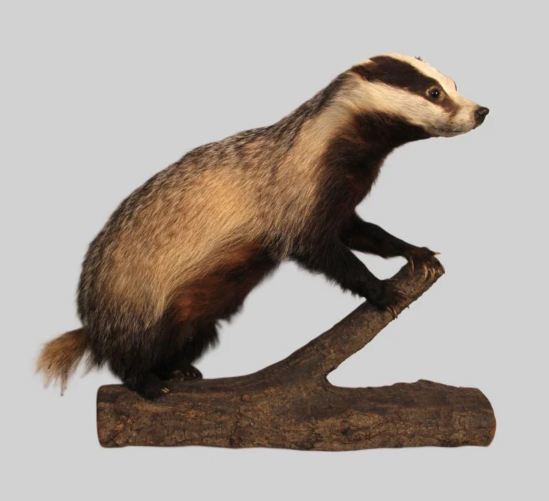 Taxidermie van een das - Diversen › Varia - €350.00 - Vrijstaande taxidermie van een das op tak.
68cm lang, 58cm hoog.