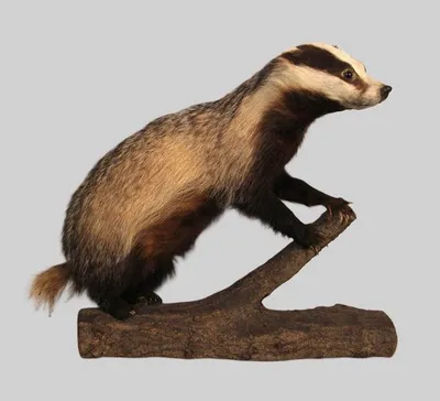 Taxidermie das 1