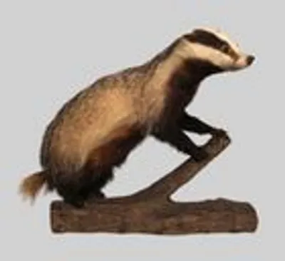 Taxidermie van een das thumbnail 1