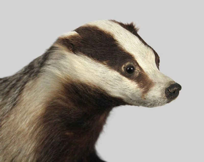 Taxidermie van een das - Diversen › Varia - €350.00 - Vrijstaande taxidermie van een das op tak.
68cm lang, 58cm hoog.