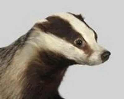 Taxidermie van een das thumbnail 2